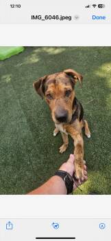 Rescue Mixed Breed Dogs for Adoption in Spring, Texas - Kane | PetCurious