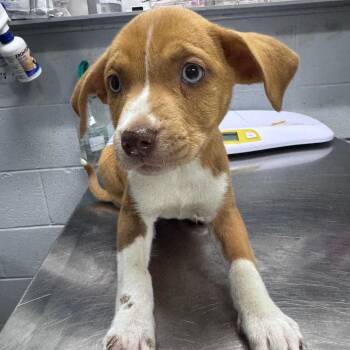 Sara -  Mixed Breed Dog Available for Adoption in Summerville, South Carolina - Sara | PetCurious