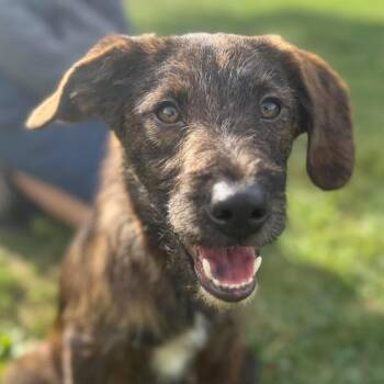 Booker DeWitt -  Terrier and Mixed Breed Dog for Adoption in Cincinnati, Ohio - Booker DeWitt | PetCurious