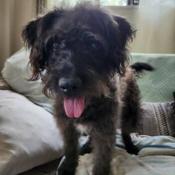 MOLLY -  Goldendoodle Dog for Adoption in Chicopee, Massachusetts - MOLLY | PetCurious