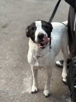 Rescue Dalmatian and Pit Bull Terrier Dogs for Adoption - Mamas | PetCurious