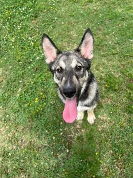 Izukuu -  Husky Dog for Adoption in Little Rock, Arkansas - Izukuu | PetCurious