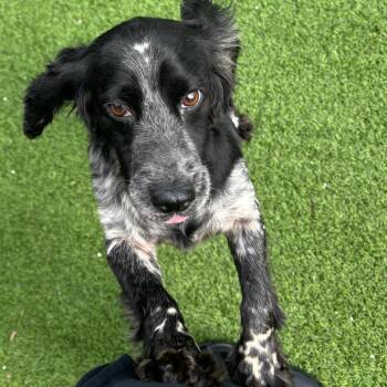 Scootie 7383 -  English Cocker Spaniel Dog for Adoption in Loxahatchee Groves, Florida - Scootie 7383 | PetCurious