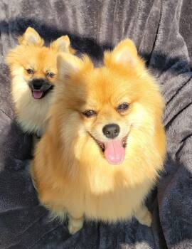 Trinity & Trinket [Bonded Pair] -  Pomeranian Dog for Adoption in Sherwood, Oregon - Trinity & Trinket [Bonded Pair] | PetCurious