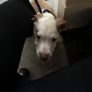 Oz -  Mixed Breed Dog for Adoption in Philadelphia, Pennsylvania - Oz | PetCurious