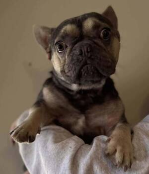 Rescue French Bulldog Dogs for Adoption in New York, New York - Teddy (GA) | PetCurious