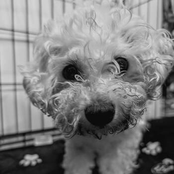 Spaghetto -  Bichon Frise Dog for Adoption in Newton, Iowa - Spaghetto | PetCurious