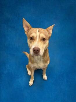 STEVEN TOAST -  Siberian Husky and Mixed Breed Dog for Adoption in Peoria, Illinois - STEVEN TOAST | PetCurious
