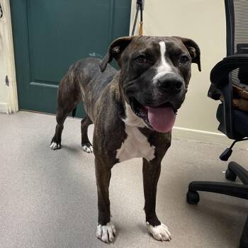 Bubba -  Mastiff and Mixed Breed Dog for Adoption in Pasadena, California - Bubba | PetCurious