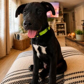 Bear -  Black Labrador Retriever Dog for Adoption in Sacramento, California - Bear | PetCurious