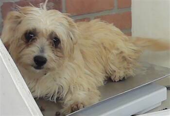 Maltese and Mixed Breed Dogs Available for Adoption in Houston, Texas - A2077965 | PetCurious