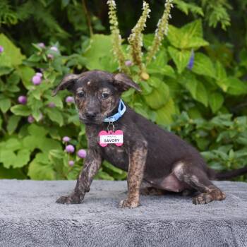 Savory -  Terrier Dog for Adoption in Wake Forest, North Carolina - Savory | PetCurious