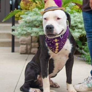 Rescue American Bulldog Dogs for Adoption in Lancaster, Ohio - Orlando | PetCurious
