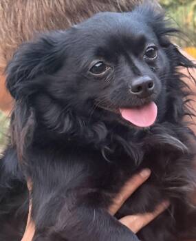 Jenny Lee -  Chihuahua and Pomeranian Dog for Adoption in North Augusta, South Carolina - Jenny Lee | PetCurious