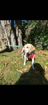 Kiwi -  Beagle Dog for Adoption in Millcreek, Utah - Kiwi | PetCurious