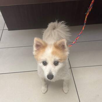 Rowan -  Pomeranian and Spitz Dog for Adoption in Las Vegas, Nevada - Rowan | PetCurious