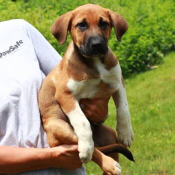 CT Marc -  Labrador Retriever and Mixed Breed Dog for Adoption in Eastford, Connecticut - CT Marc | PetCurious