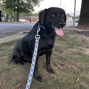Plea -  Mixed Breed Dog for Adoption in Fredericksburg, Virginia - Plea | PetCurious
