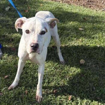 Otisha -  Bulldog Dog for Adoption in Valdosta, Georgia - Otisha | PetCurious