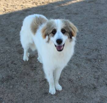 Great Pyrenees Dogs Available for Adoption - Samson | PetCurious