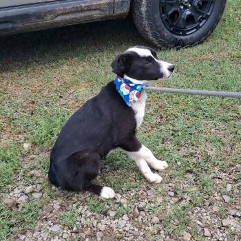 Border Collie Dogs Available for Adoption in Hackett, Arkansas - Bixby | PetCurious