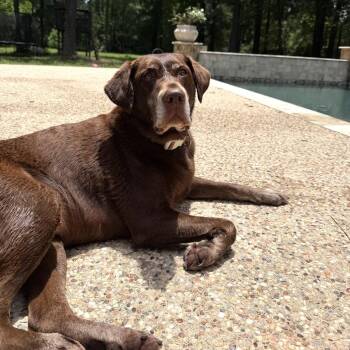 Tinkerbell -  Chocolate Labrador Retriever Dog for Adoption in Magnolia, Texas - Tinkerbell | PetCurious