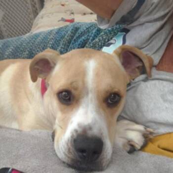 Rescue Yellow Labrador Retriever and Boxer Dogs for Adoption in Lemont, Illinois - Bruno | PetCurious