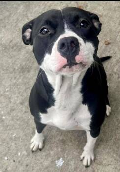 Pit Bull Terrier Dogs Available for Adoption - Julieta | PetCurious