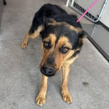 Lobo -  Mixed Breed Dog for Adoption in Las Cruces, New Mexico - Lobo | PetCurious