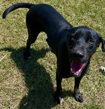 COCA COLA -  Labrador Retriever and Mixed Breed Dog for Adoption in Grovetown, Georgia - COCA COLA | PetCurious