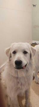 Rescue Great Pyrenees Dogs for Adoption in Polson, Montana - Hazel - Courtesy Listing See Info | PetCurious