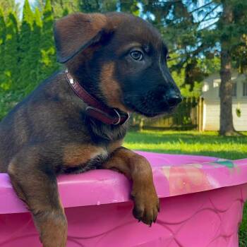Velten -  Shepherd Dog for Adoption in Clinton, Wisconsin - Velten | PetCurious