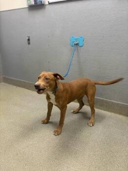 Pit Bull Terrier Dogs Available for Adoption in Las Vegas, Nevada - GINGER | PetCurious