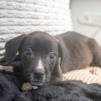 Fallon -  Boxer and Mixed Breed Dog for Adoption in Pawling, New York - Fallon | PetCurious