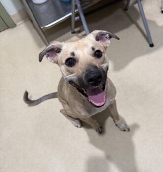 Rayne -  Black Mouth Cur Dog for Adoption in Sebring, Florida - Rayne | PetCurious