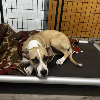 Terrier and Mixed Breed Dogs Available for Adoption in St. Louis, Missouri - Pineapple | PetCurious