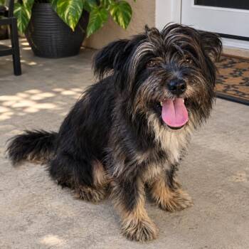 Chewy - The Charming Cuddler -  Schnauzer and Border Terrier Dog for Adoption in Carolina, Carolina - Chewy - The Charming Cuddler | PetCurious