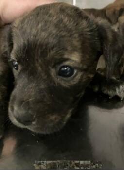 TESLA -  Mixed Breed Dog for Adoption in Dallas, Texas - TESLA | PetCurious