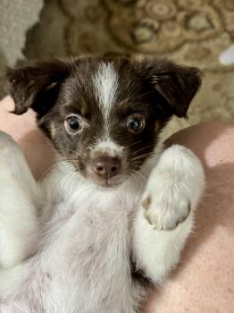 Pomeranian and Chihuahua Dogs Available for Adoption in Collingswood, New Jersey - Phoebe  | PetCurious