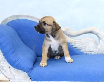 Opal -  German Shepherd Dog and Great Pyrenees Dog for Adoption in Simsbury, Connecticut - Opal | PetCurious