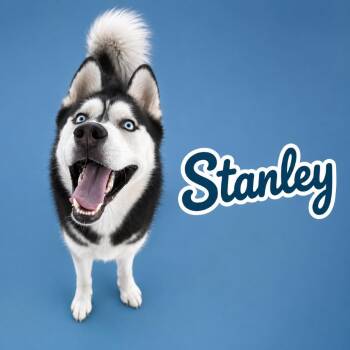 Stanley -  Siberian Husky Dog for Adoption in Scottsdale, Arizona - Stanley | PetCurious