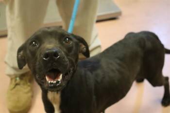Mixed Breed Dogs Available for Adoption in Columbia, South Carolina - COOKIE | PetCurious