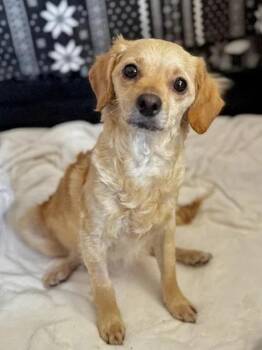 Rescue Mixed Breed Dogs for Adoption in South San Francisco, California - Sandy | PetCurious