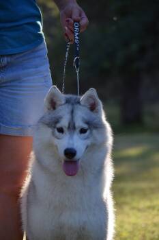 Siberian Husky Dogs Available for Adoption in Campbell, California - Jade | PetCurious