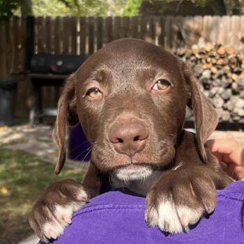 Rescue Chocolate Labrador Retriever and Labrador Retriever Dogs for Adoption - Zion | PetCurious
