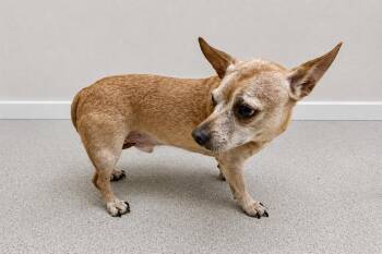 Clarence -  French Bulldog and Mixed Breed Dog for Adoption in Maryville, Tennessee - Clarence | PetCurious