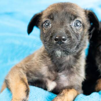 Sosie -  Mixed Breed Dog for Adoption in Minneapolis, Minnesota - Sosie | PetCurious