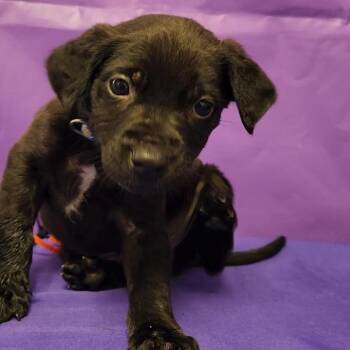 Mixed Breed Dogs Available for Adoption in North Myrtle Beach, South Carolina - Neldon | PetCurious