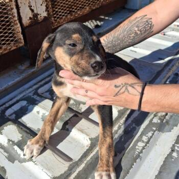 Chocolate Chip -  Mixed Breed Dog for Adoption in New York, New York - Chocolate Chip | PetCurious