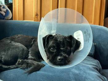 Poodle and Shih Tzu Dogs Available for Adoption in Libertyville, Illinois - Barry | PetCurious